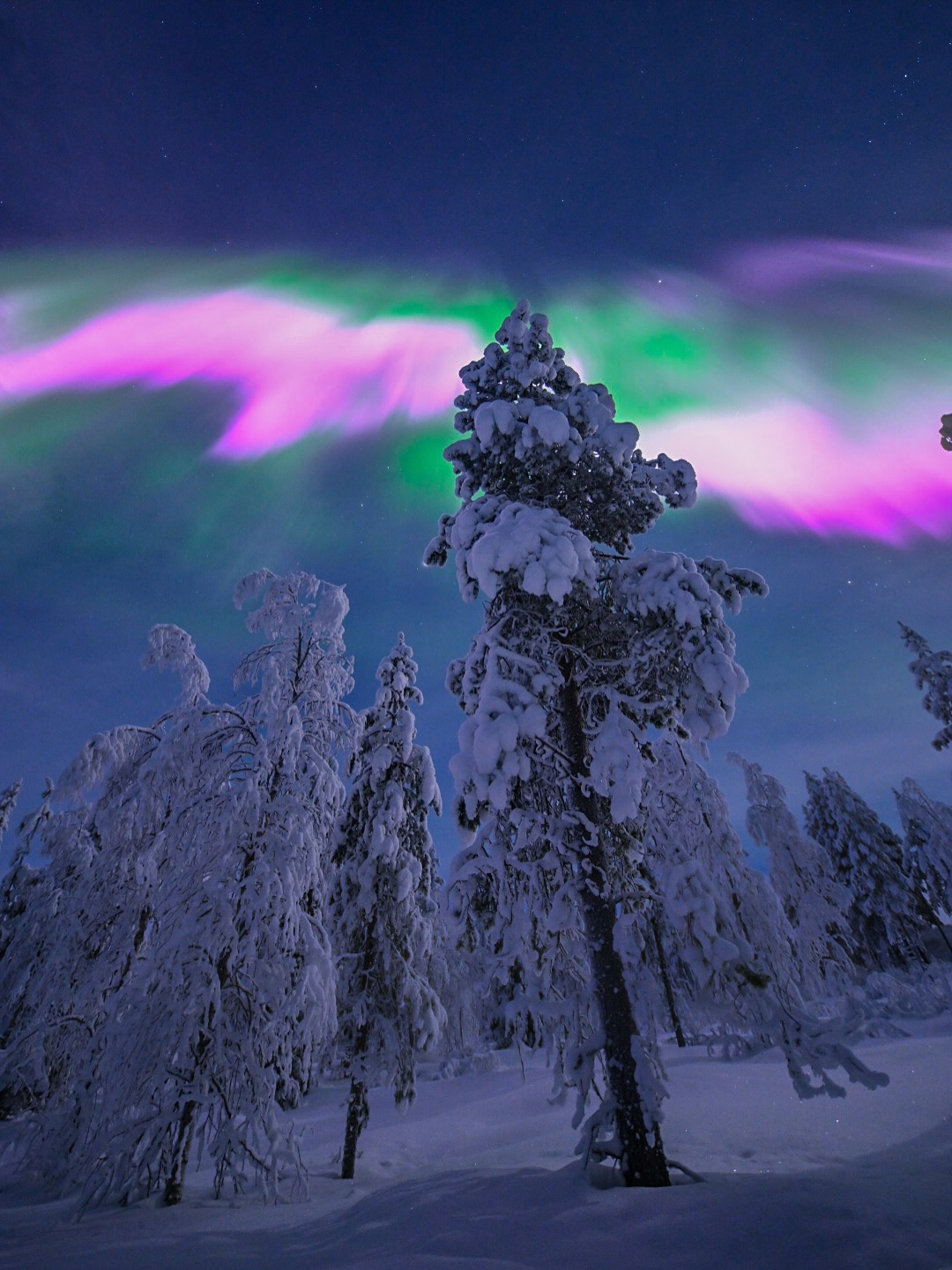 Pink and green northern lights above snow-covered trees in Lapland