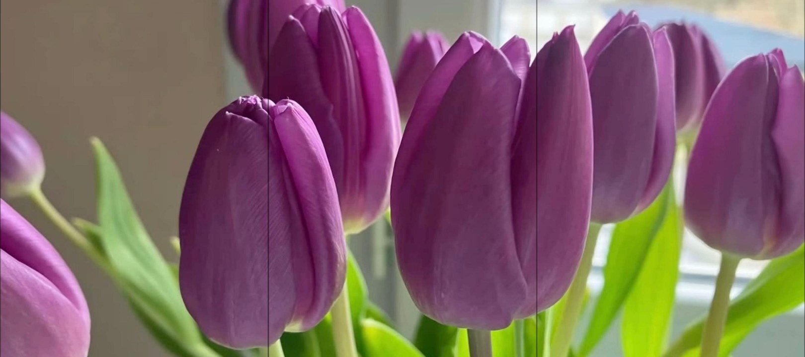 Purple Tulips — Soft Spring Light