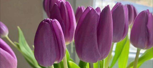 Purple Tulips — Soft Spring Light